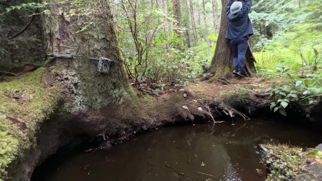 Artist Trent Maynard checks trail cameras by a bathing pool used by black bears 