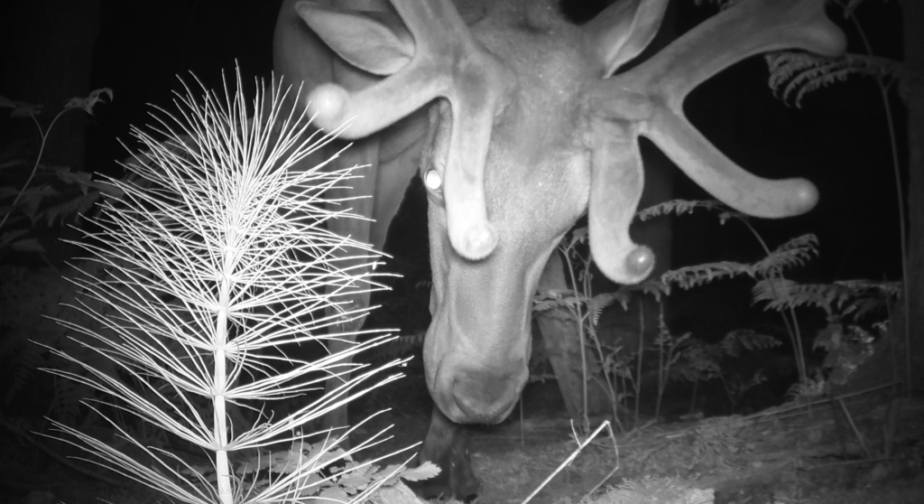 A roosevelt elk leans past a horsetail in the forest at night