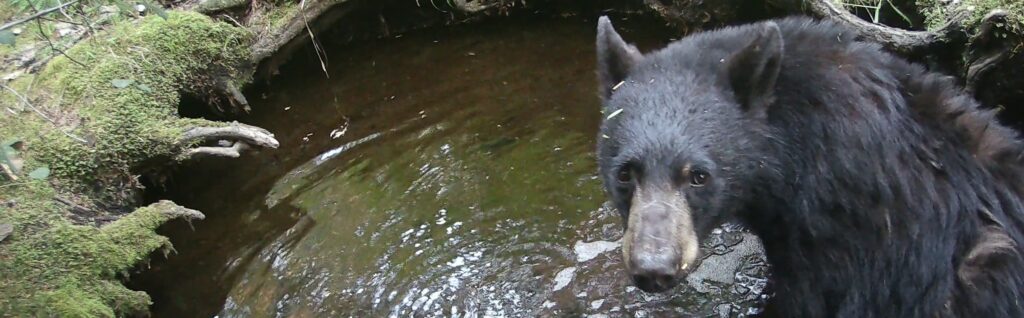 Black bear baths in a small forest pool