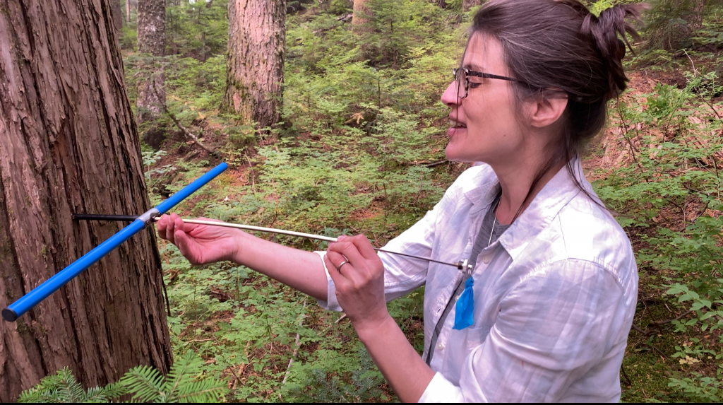 Dr. Nina Hewitt cores a tree 