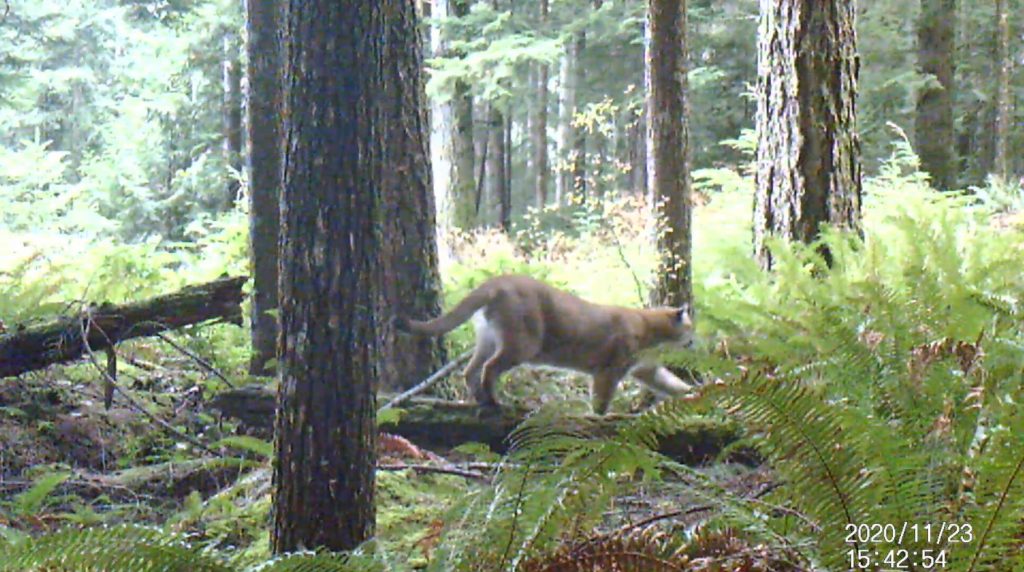 Cougar in shíshálh Nation territory on the Sunshine Coast, BC