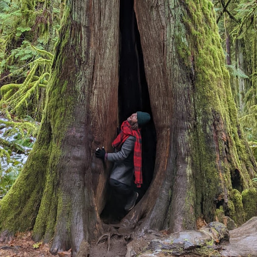 Trent Maynard in red cedar tree