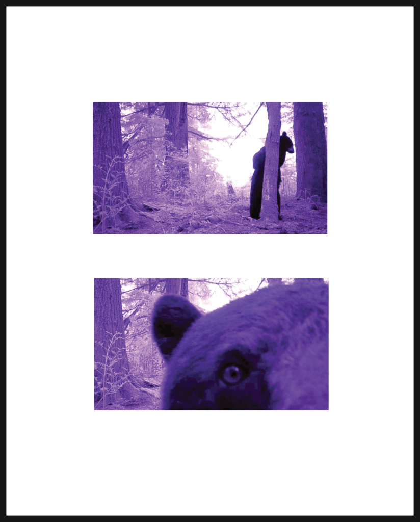 Sneaky bear art print - 8.5x11