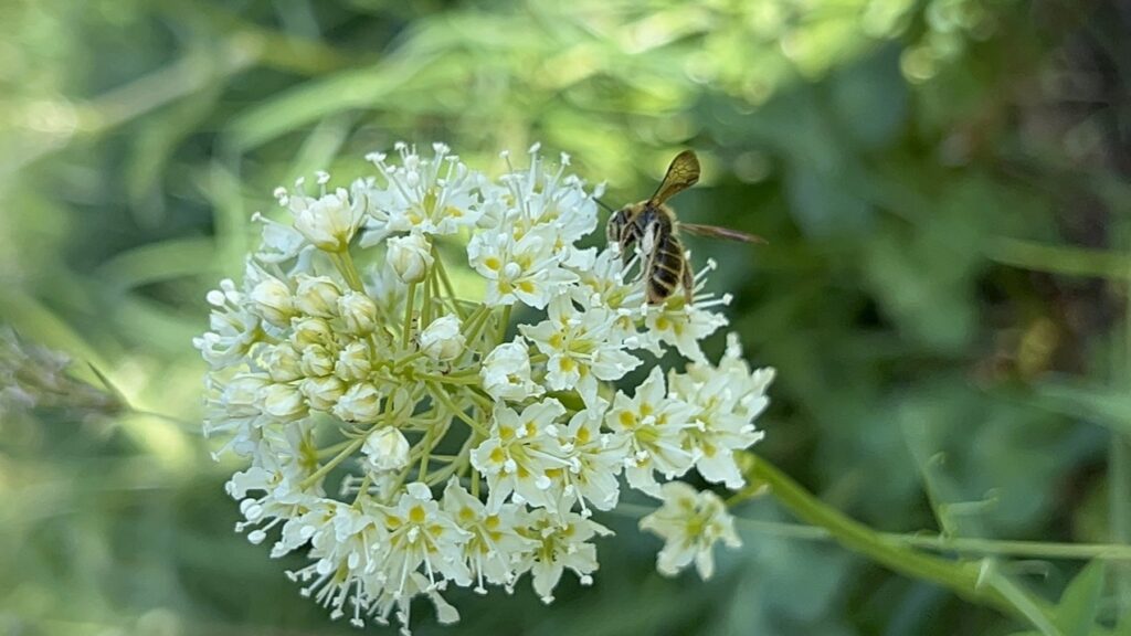death camas miner bee on death camas, photo by trent maynard in 2025
